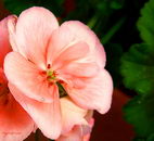 Pelargonium Graveolens